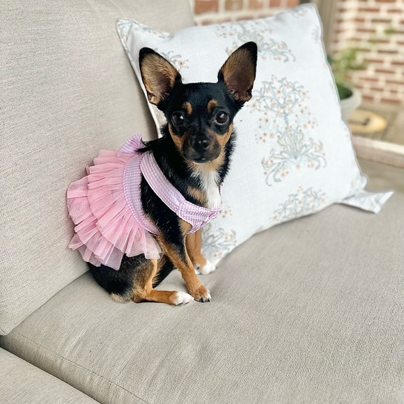 NWT - Fashion Pet Dog Clothes (Purple/Pink 4pack), X-Small - Picture 2 of 11